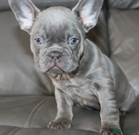 French Bulldog dogs Ready Now-KC French Bulldogs-New Shade Carriers - Advert 14