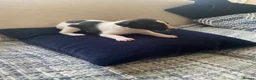 Whippet dogs for sale: Whippet puppys for sale - Advert 12