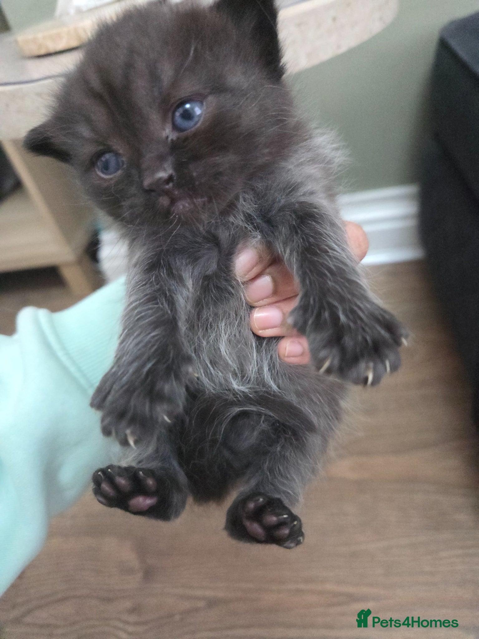 Mixed Breed cats 🐱 Bshxpersian cute kittens 🥰 - Advert 4