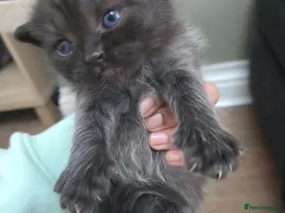 Mixed Breed cats 🐱 Bshxpersian cute kittens 🥰 - Advert 2