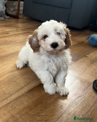 Cavapoo dogs - Advert 1