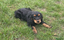 Cocker Spaniel dogs for sale: Sadly back available stunning show boy - Image 17