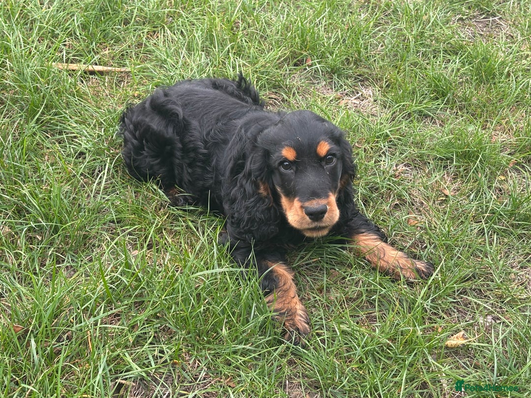 Cocker Spaniel dogs for sale: Sadly back available stunning show boy - Image 17