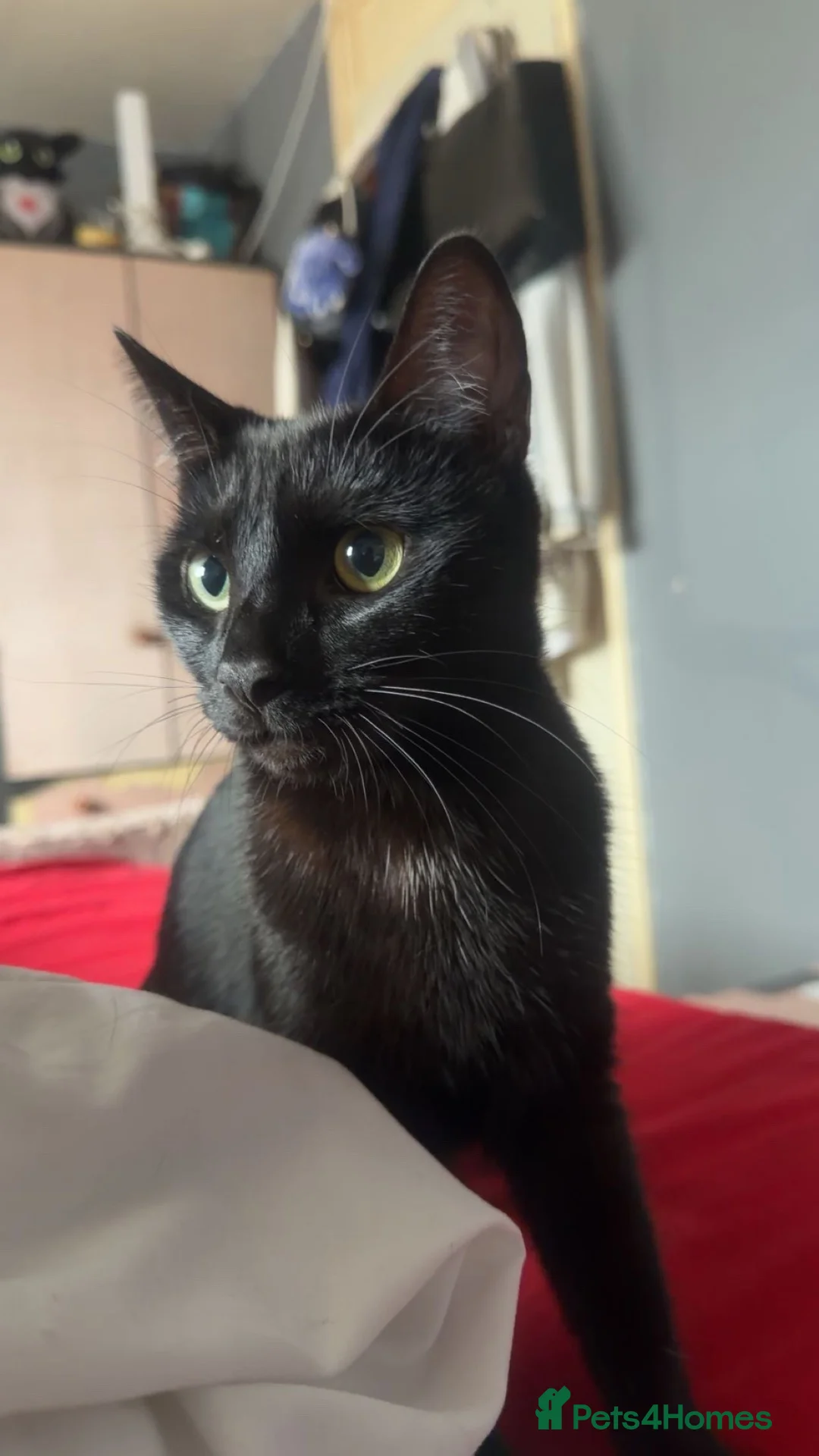 British Shorthair cats for sale: Shadow  in Middlesbrough - Advert 1