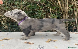 Olde English Bulldogge dogs for sale: MAMMUT OLDE ENGLISH BULLDOGS HEALTH TESTED  - Image 5