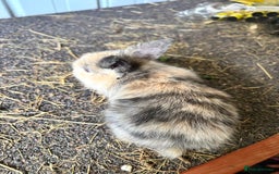 Mini Lop rabbits for sale: Mini lop babies - Image 4