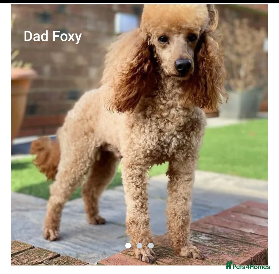 Miniature Poodle dogs Mini Poodle - Advert 2