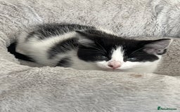 Domestic Shorthair cats for sale: Beautiful kittens, super friendly and cuddly  - Image 5