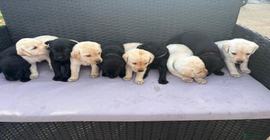 Labrador Retriever dogs - Advert 3
