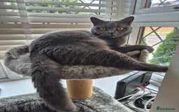 British Shorthair cats for sale: British Blue Gril  - Image 4