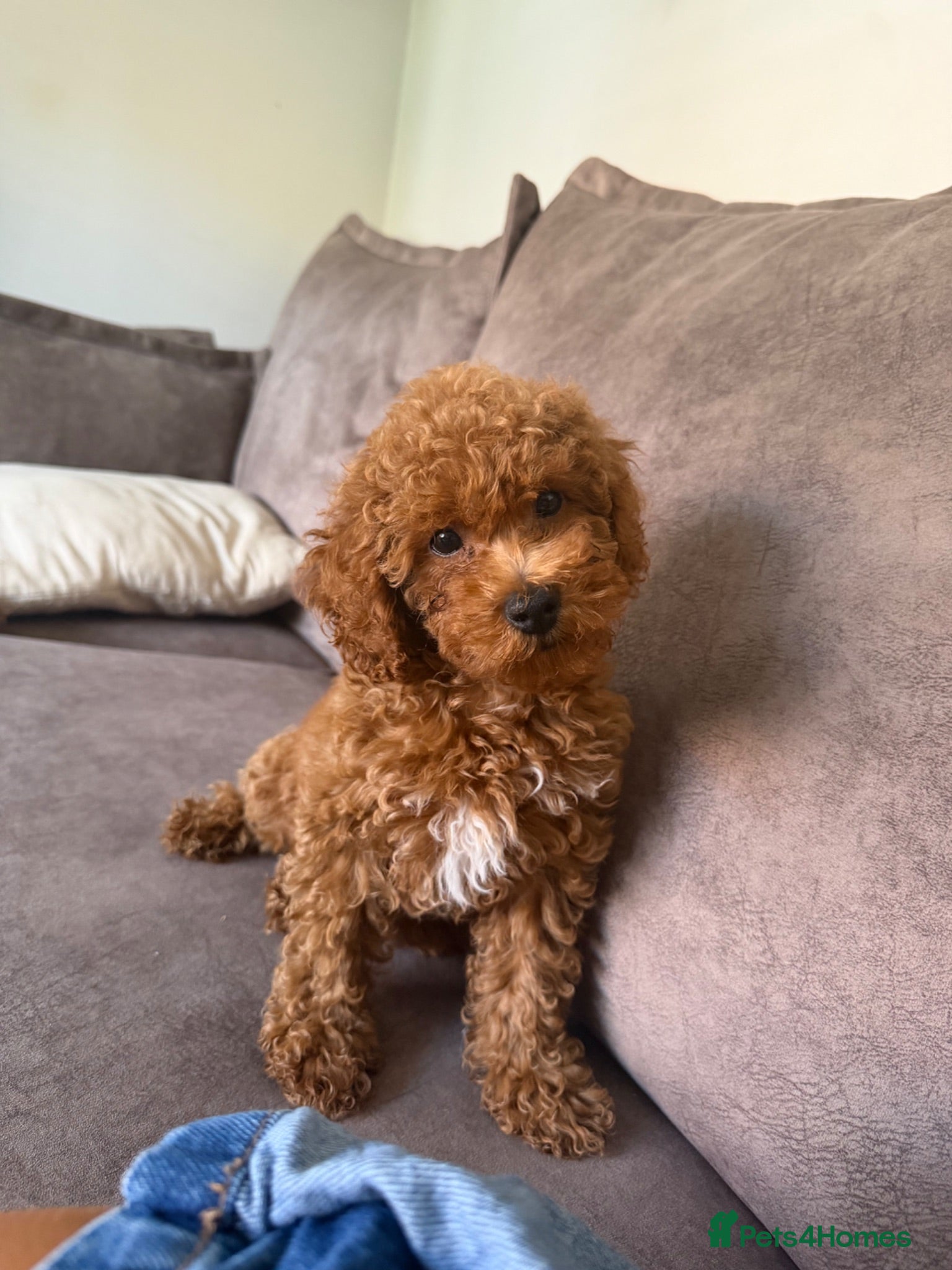 Cavapoo dogs 1 F1b Cavapoo girl extensive health tested parents - Advert 6