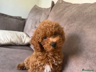 Cavapoo dogs 1 F1b Cavapoo girl extensive health tested parents - Advert 6
