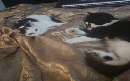 Mixed Breed cats for sale: Male and female  - Image 3