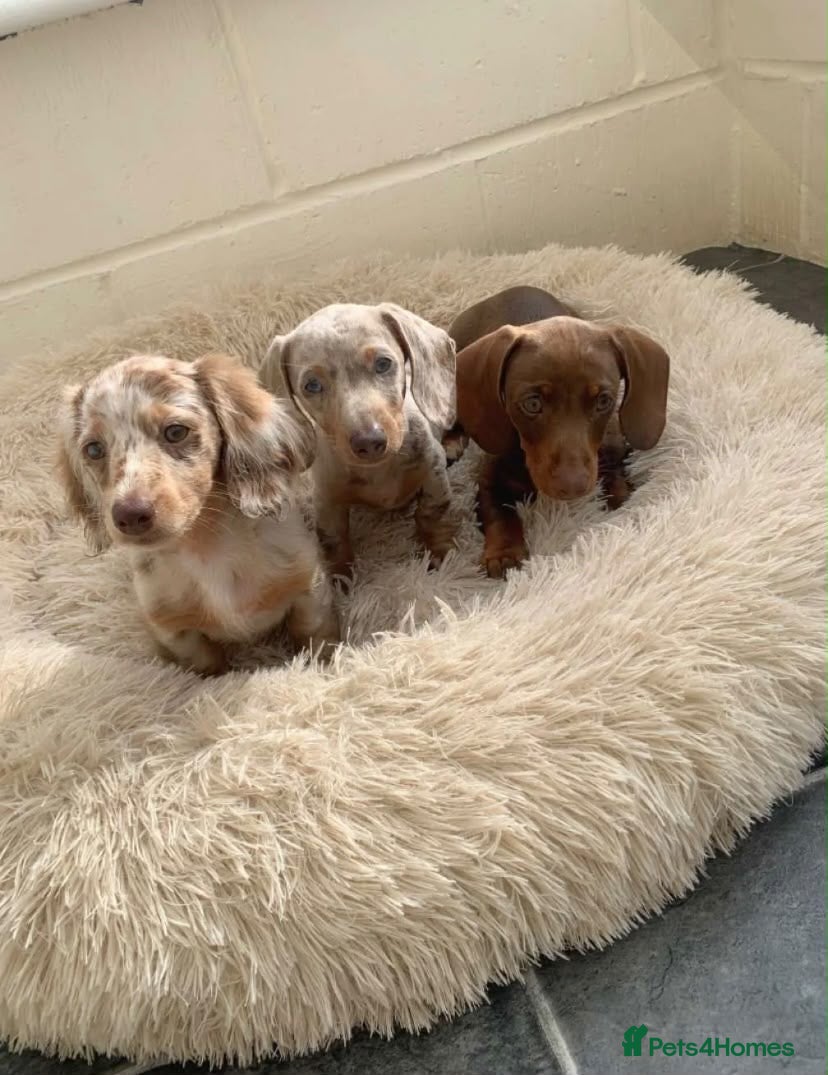 Miniature Dachshund dogs Beautiful Male KC Registered Miniature Dachshund - Advert 8