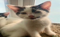 Domestic Shorthair cats for sale: Lovely funny little kittens  - Image 16