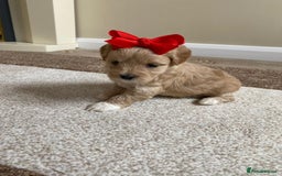 Maltipoo dogs for sale: Gorgeous f1 maltpoos health tested parents  - Image 6