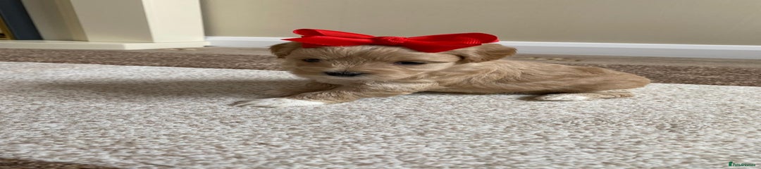 Maltipoo Puppy 5