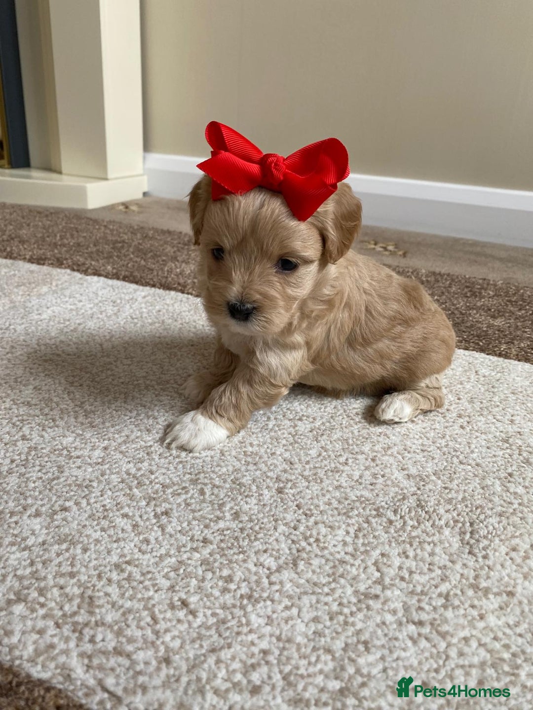 Maltipoo dogs for sale: Gorgeous f1 maltpoos health tested parents  - Image 6