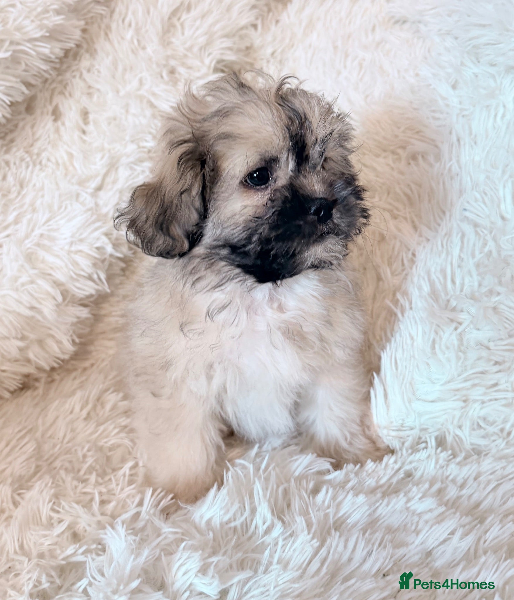 Toy Poodle dogs Peakpoos ready now 1 left available 🐶  - Advert 7