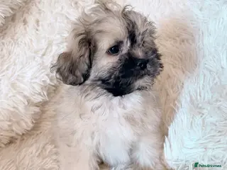 Toy Poodle dogs Peakpoos ready now 1 left available 🐶 - Advert 13