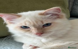 Ragdoll cats for sale: Tortie Lynx Flame Lynx pedigree Ragdolls - Image 7