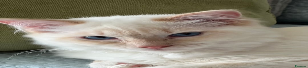 Neutered Flame Lynx Ragdoll