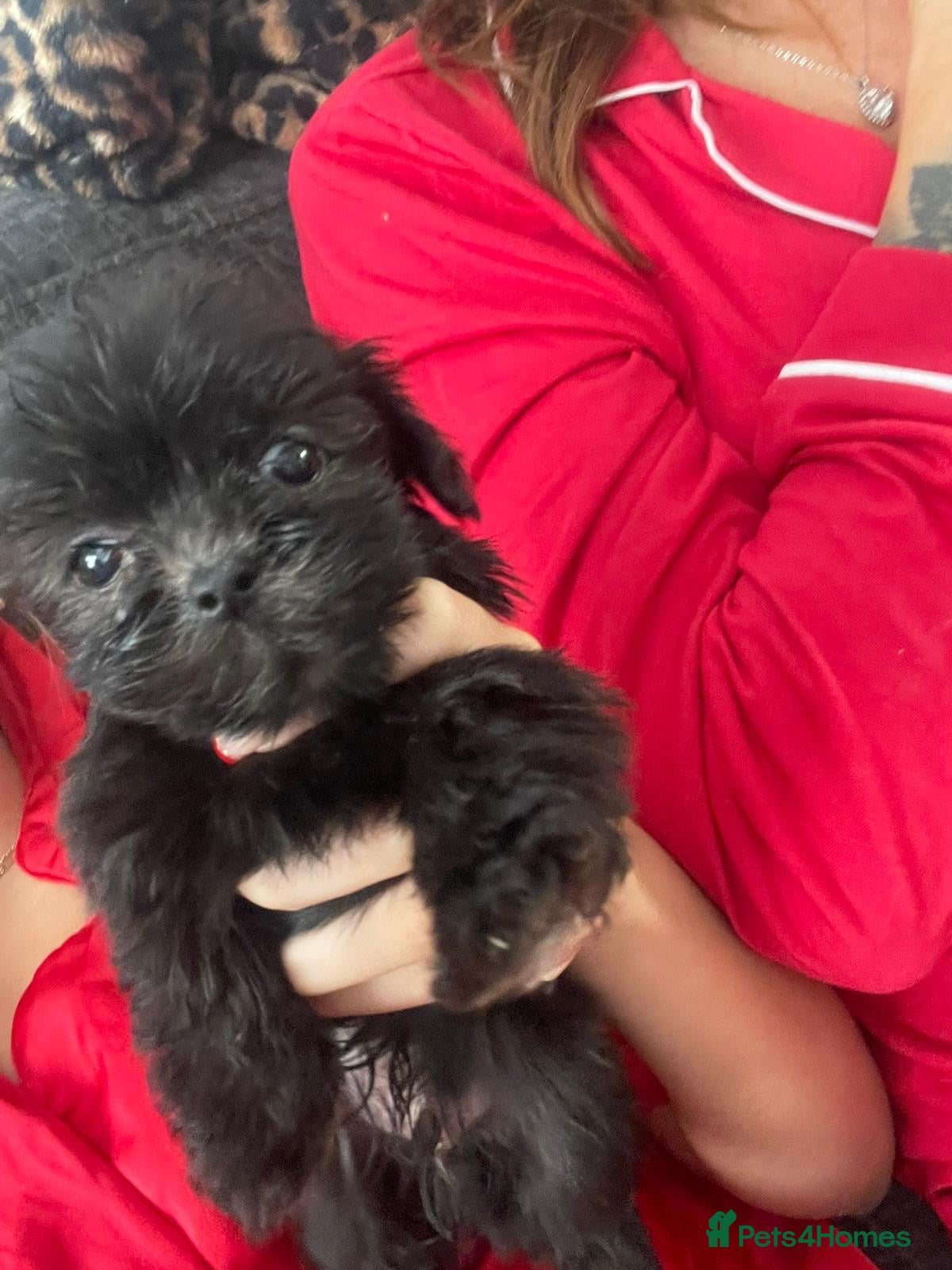 Mixed Breed dogs Beautiful Puppies x7 - Advert 6