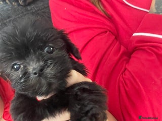 Mixed Breed dogs Beautiful Puppies x7 - Advert 6