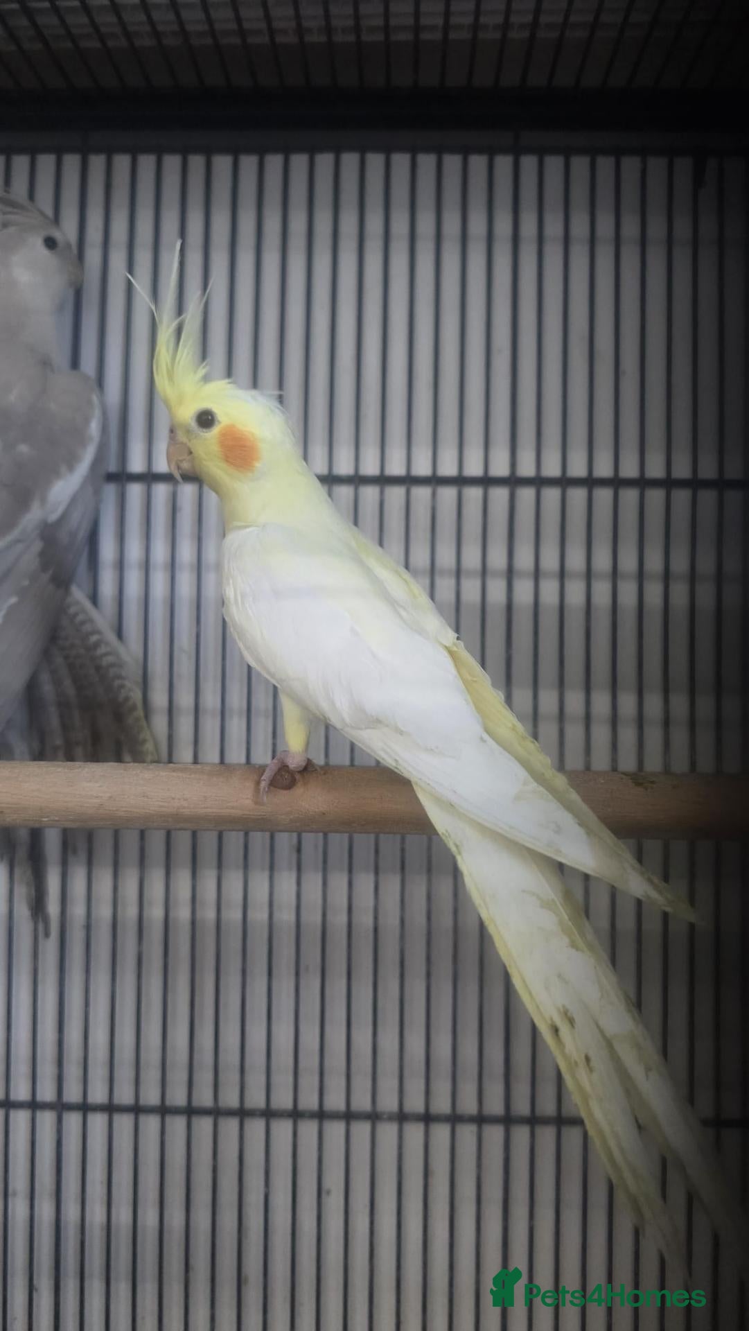 Cockatiels birds Cockatiels - Advert 2
