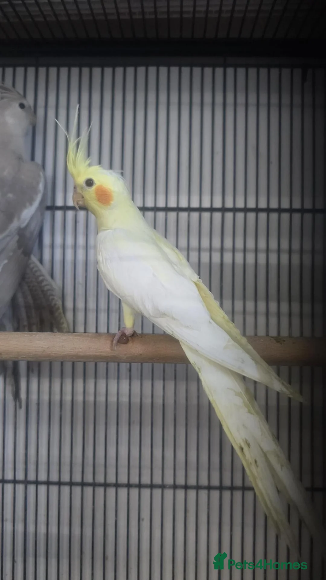 Cockatiels birds for sale: Cockatiels - Advert 2