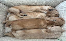 Golden Retriever dogs for sale: Beautiful KC Reg Golden Retriever Boy - Image 8