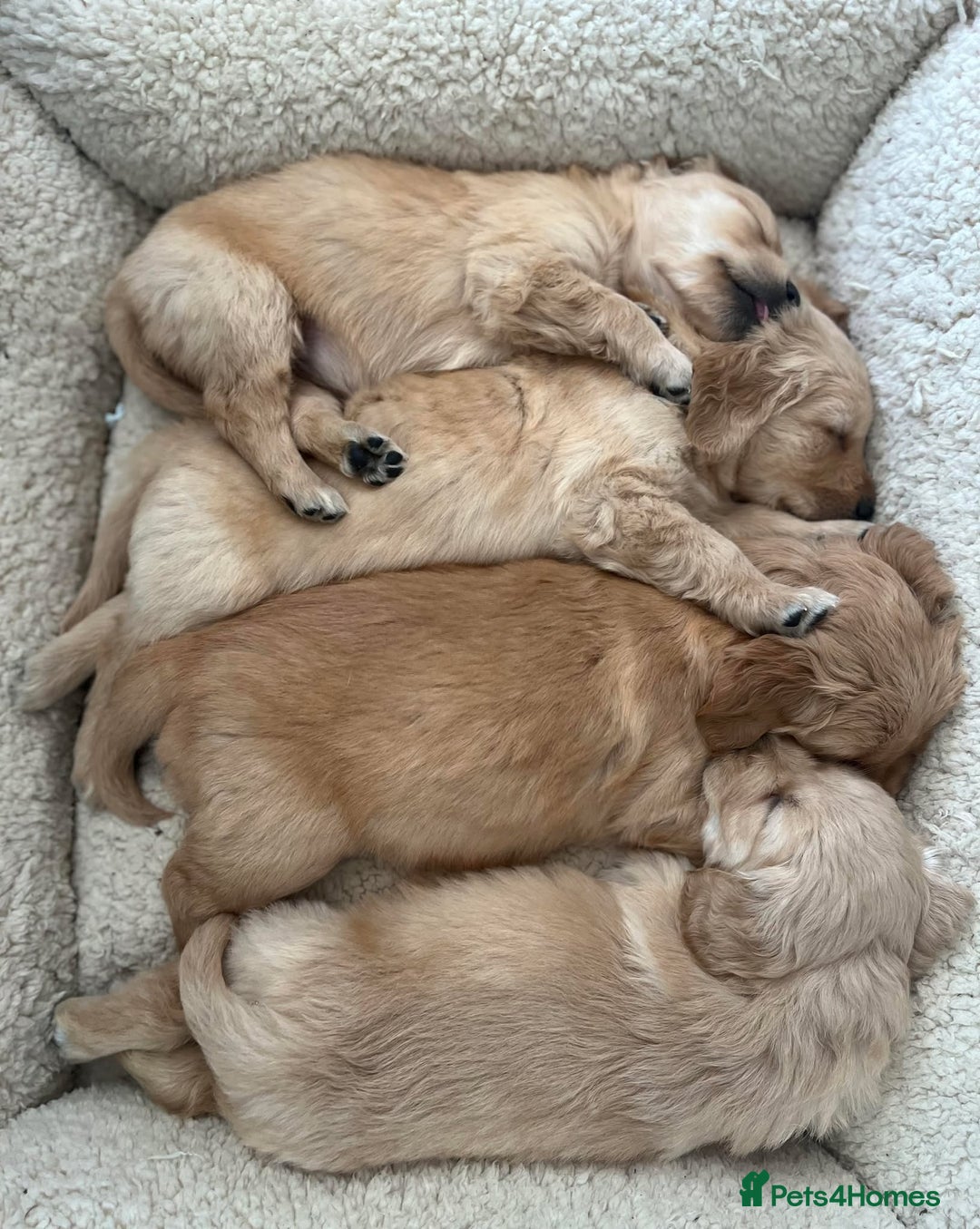 Golden Retriever dogs for sale: Beautiful KC Reg Golden Retriever Boy - Image 8