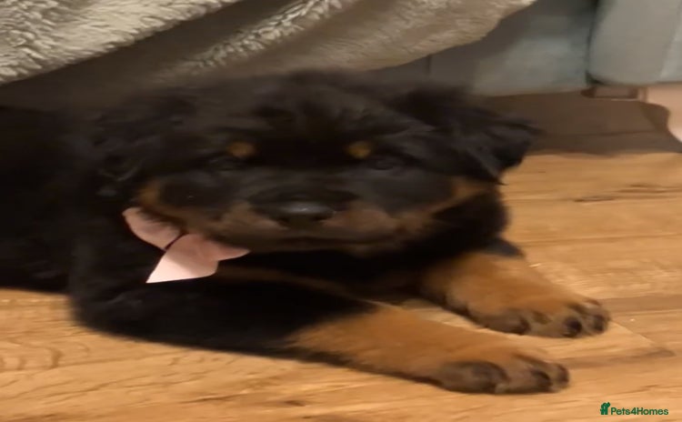 Rottweiler dogs - Advert 1