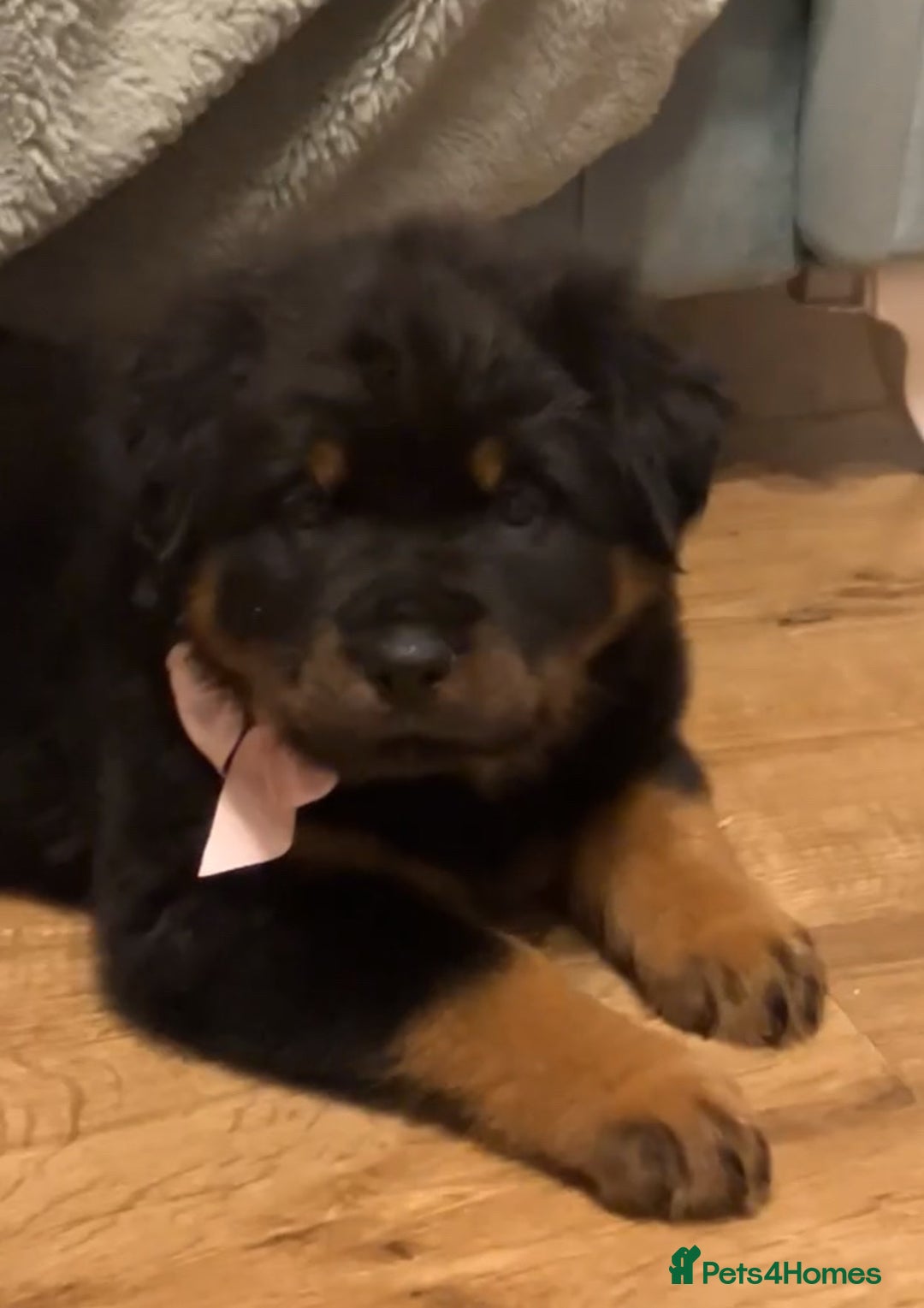 Rottweiler dogs for sale: **Ready To Leave** Chunky Rottweiler puppy  - Image 1