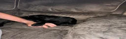 Labrador Retriever dogs for sale: 11 weeks old Black Labrador Retriever - Advert 3