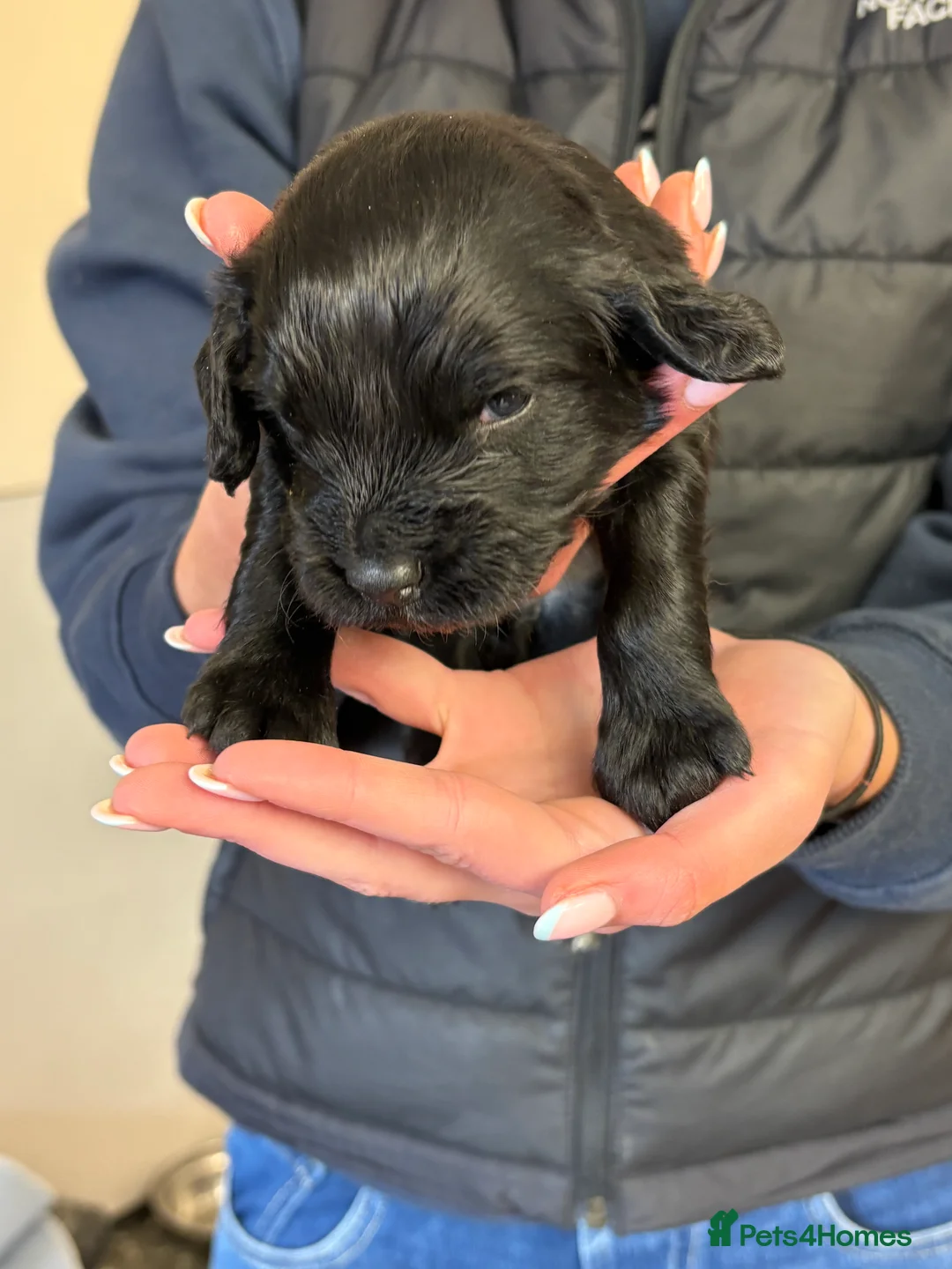 Cocker Spaniel dogs for sale: Working Cocker Spaniel Pups - Advert 1