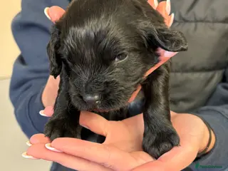 Cocker Spaniel dogs Working Cocker Spaniel Pups - Advert 2