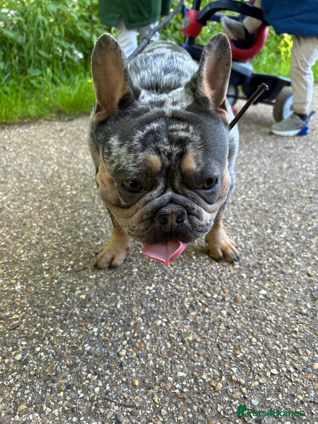 French Bulldog dogs for sale: Lucky – 3 Year Old French Bulldog For Sale  - Advert 1