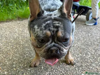 French Bulldog dogs Lucky – 3 Year Old French Bulldog For Sale - Advert 5