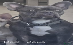 French Bulldog dogs for sale: Gorgeous Blue French Bulldog Girl - Image 11