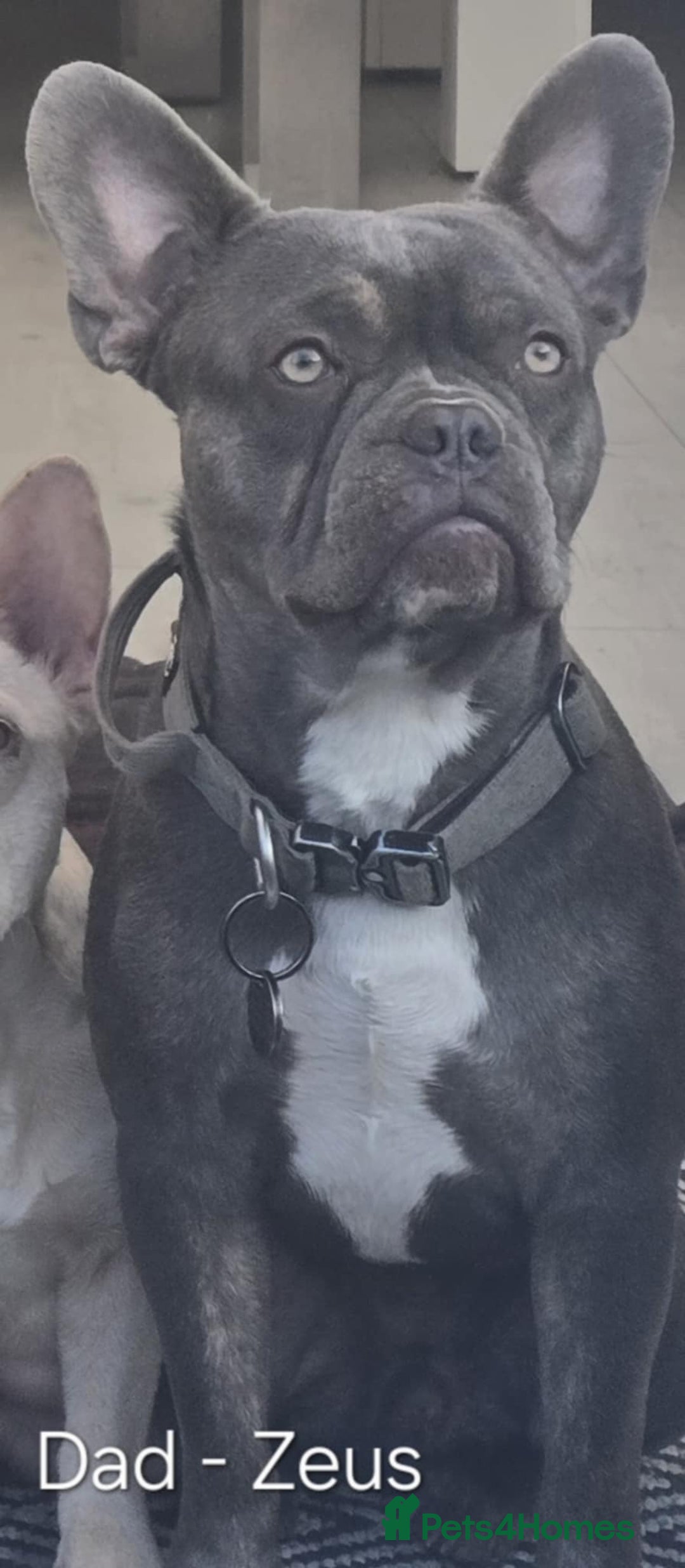 French Bulldog dogs for sale: Gorgeous Blue French Bulldog Girl - Image 11