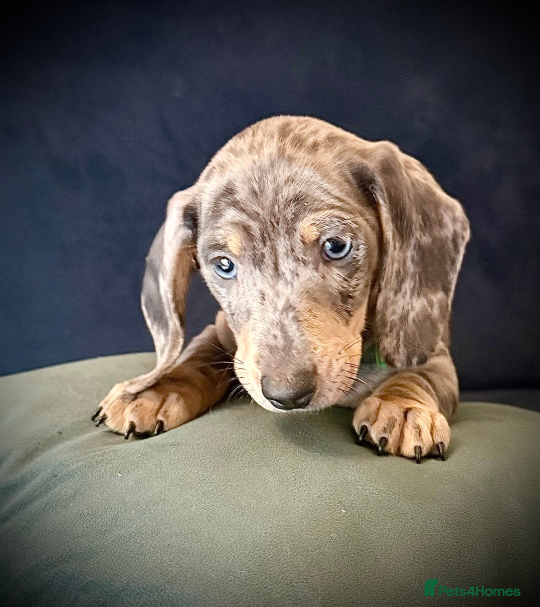 Miniature Dachshund dogs for sale: KC registered miniature Dachshund puppies  - Advert 21