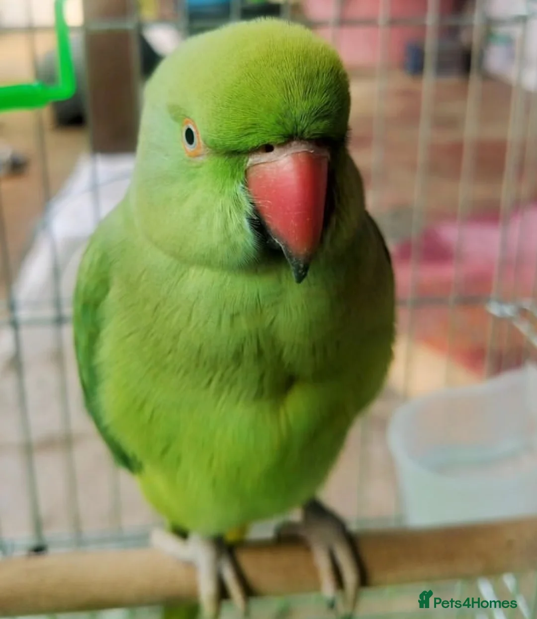 Parrots birds for sale: My baby tamed ring neck talking parrot  in Hayes - Advert 1