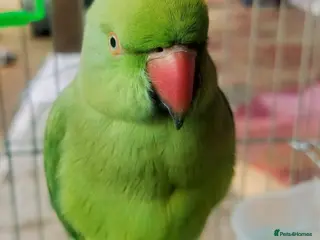 Parrots birds My baby tamed ring neck talking parrot in Birmingham - Advert 1