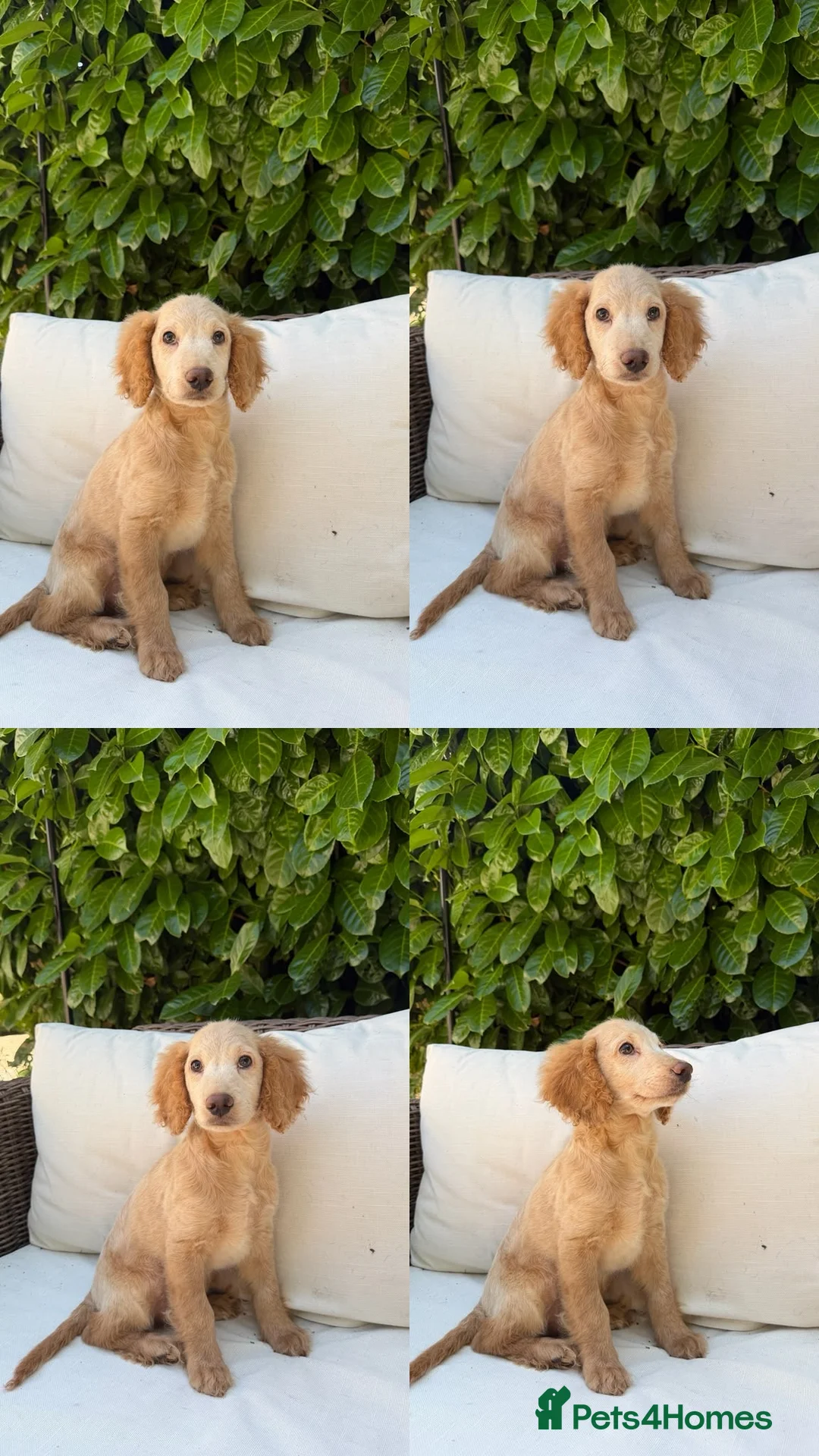Cockapoo dogs for sale: F2b cockapoo puppies - Advert 1