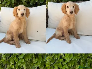 Cockapoo dogs F2b cockapoo puppies - Advert 2
