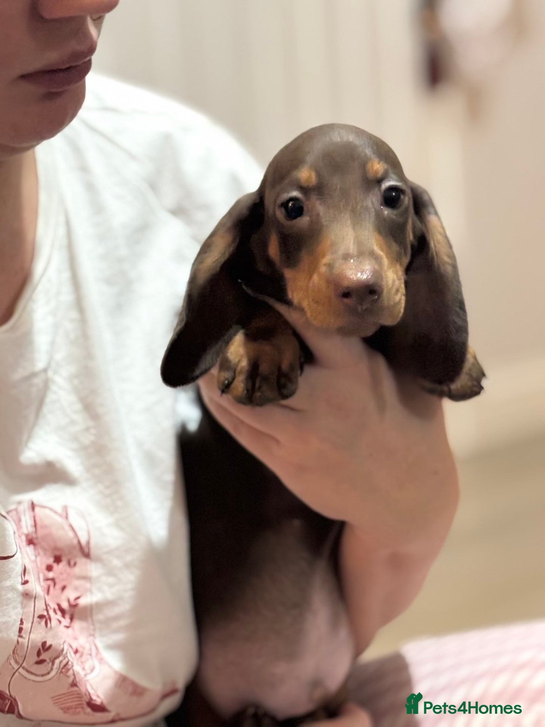 Miniature Dachshund dogs for sale: Last Isabella boy mini dachshund REDUCED  - Advert 11