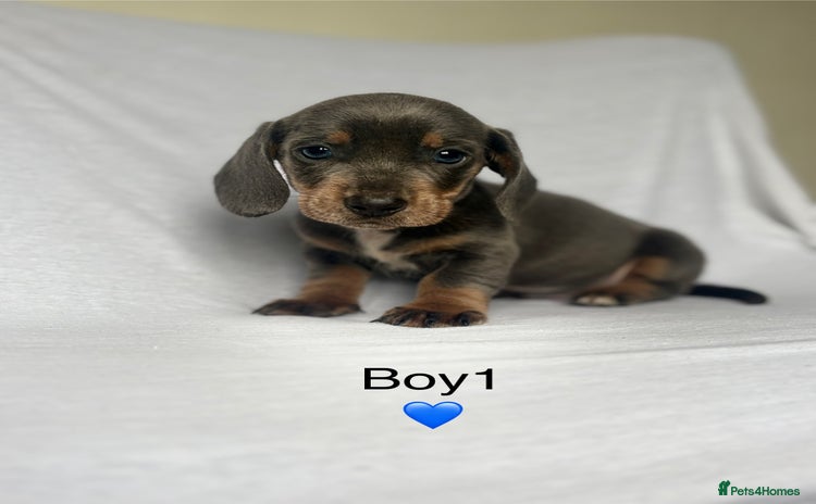Miniature Dachshund dogs - Advert 6