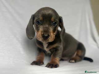 Miniature Dachshund dogs - Advert 30