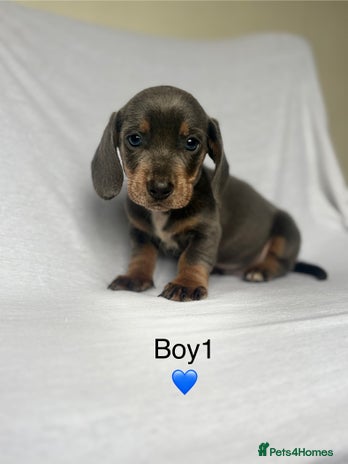 Miniature Dachshund dogs - Advert 10